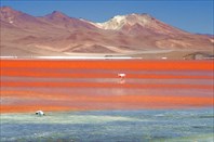 Лагуна Колорадо, Боливия-озеро Лагуна-Колорадо